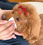 Usage example as a tear stain cleaning sheet