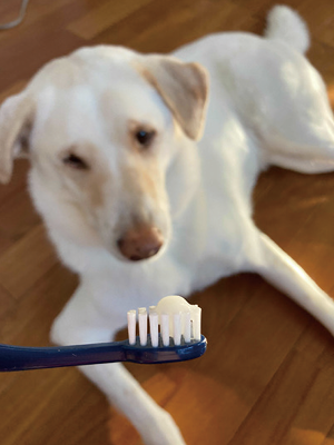 Dog holding toothbrush