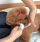 치아 클리닝 시트로 사용한 예