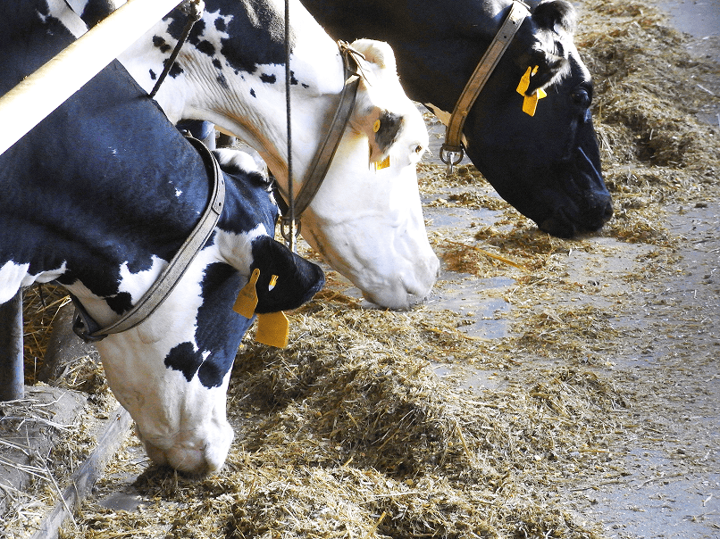 가축 사료에 사용되는 제올라이트