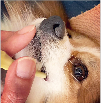 愛犬の使用シーン