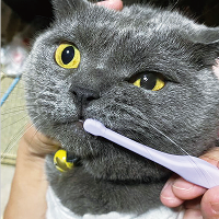 アッシュくん（ブリティッシュショートヘア）