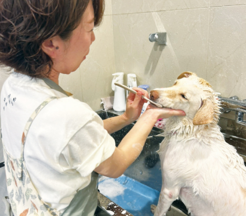 トリミング台で保定の様子
