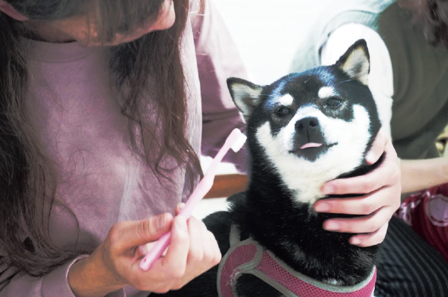 シルバー認定（指導・応用）